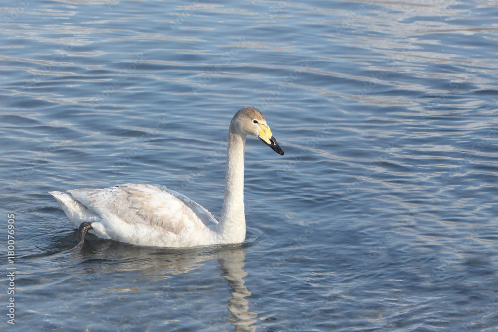 Whooper swan swimming in the lake, Altai, Russia Whooper swan swimming in the lake, Altai, Russia