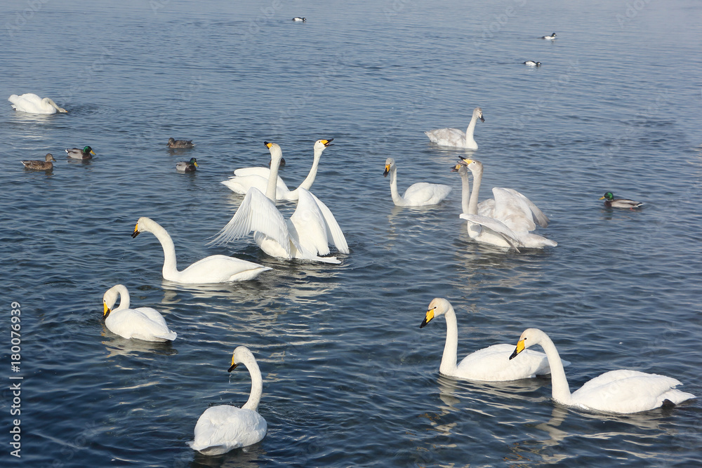 Whooper swans swimming in the lake, Altai, Russia