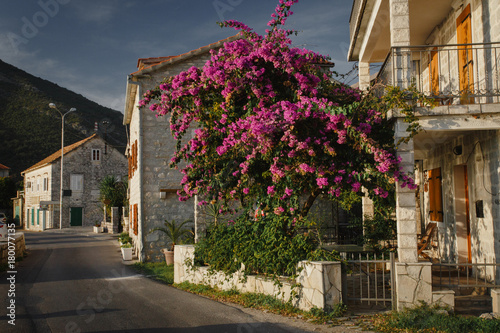 Blossoming violet tree on the embankment of the old city. Montenegro