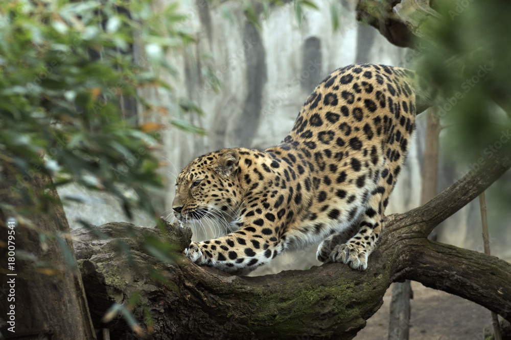 beautiful leopard held in captivity beautiful leopard held in captivity