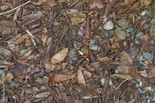 森地面地表素材背景素材stock Photo Adobe Stock 森地面地表素材背景素材stock Photo Adobe Stock