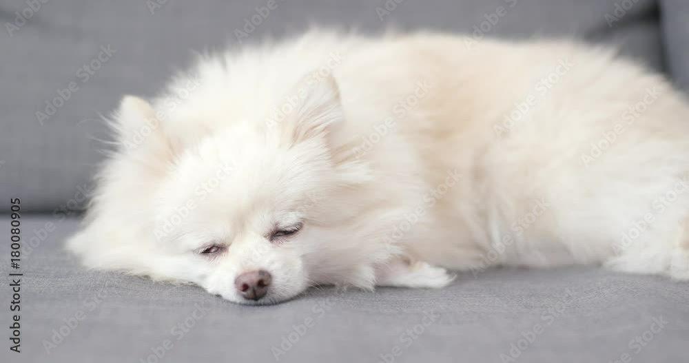 White pomeranian dog sleep on sofa White pomeranian dog sleep on sofa