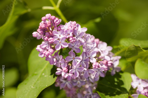 branch of lilac