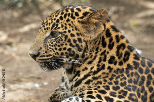 beautiful leopard held in captivity © Tylinek