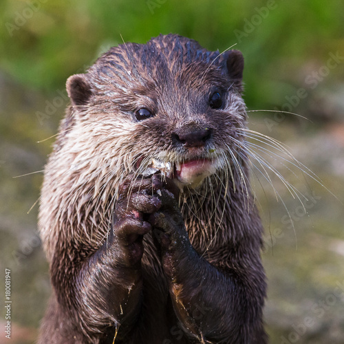 Asian small-clawed otter feeding itself