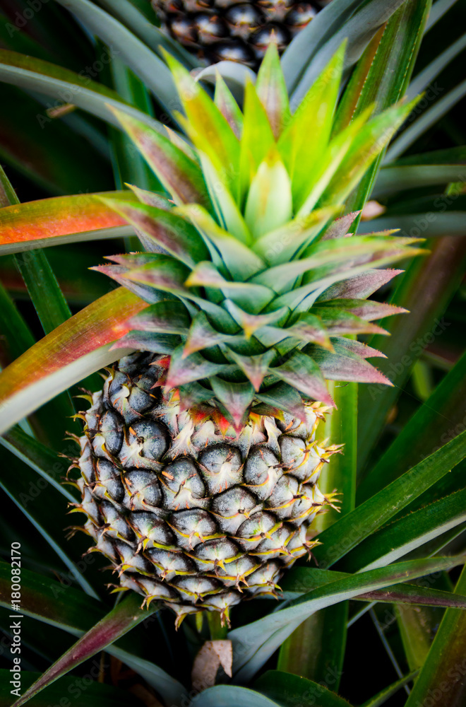 Fototapeta premium Pineapple fruit in farm