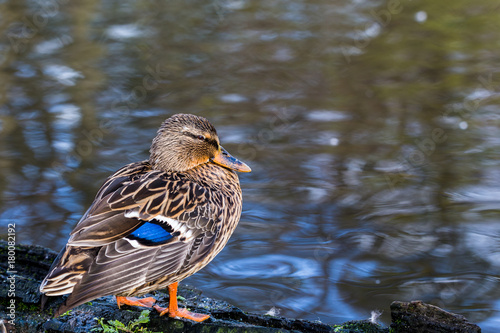 Mallard Duck standing by the water
