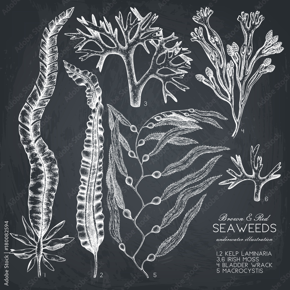 Obraz premium Vector collection of hand drawn brown and red seaweeds illustrations. Vintage set of sea algae on chalkboard. Underwater sketch.