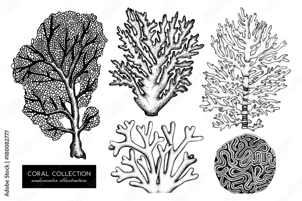 Fototapeta premium Vector collection of hand drawn reef corals sketch.Vintage set underwater natural elements. Vintage sealife illustration on white background