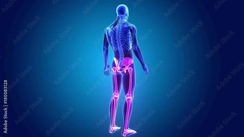 Lower Limbs with Skeleton Bod