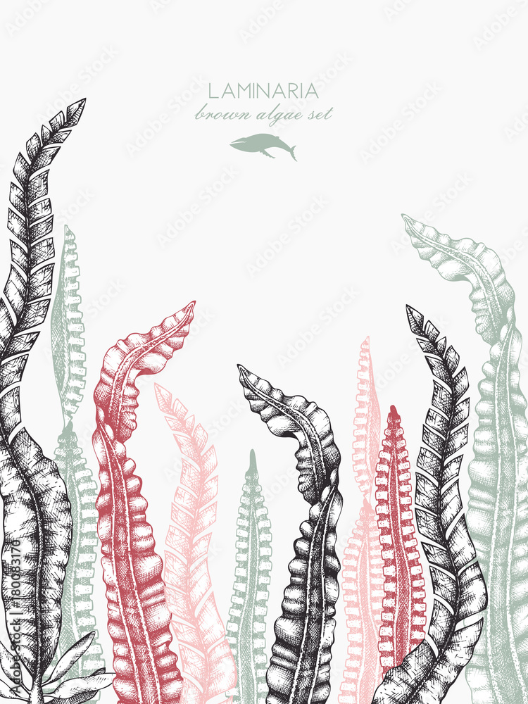 Ink hand drawn laminaria sketch, sweet sea tangle, japan kelp, alaria, set on white background. Vector illustration of highly detailed brown algae. Seaweeds design.
