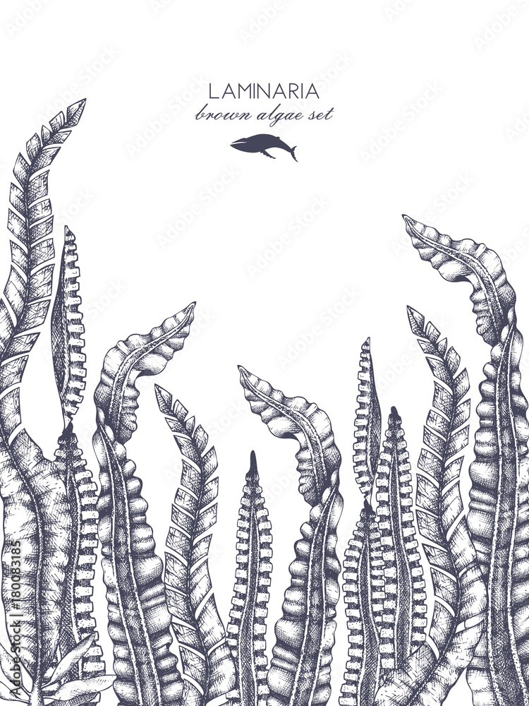 Obraz premium Ink hand drawn laminaria sketch, sweet sea tangle, japan kelp, alaria, set on white background. Vector illustration of highly detailed brown algae. Seaweeds design.