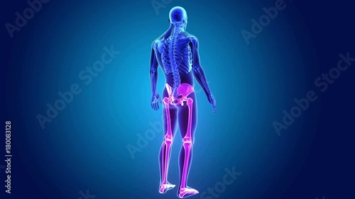 Lower Limbs with Skeleton Bod