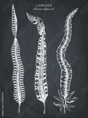 Ink hand drawn laminaria sketch, sweet sea tangle, japan kelp, alaria, set onchalkboard. Vector illustration of highly detailed brown algae. Seaweeds collection.