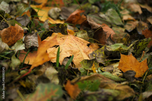 Autumn leaves on the lawn.