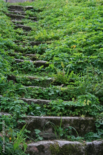 wild bewachsene Steintreppe in der fränkischen Schweiz