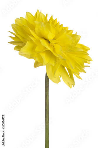 Fototapeta Naklejka Na Ścianę i Meble -  iris flower isolated