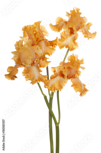 Fototapeta Naklejka Na Ścianę i Meble -  iris flower isolated