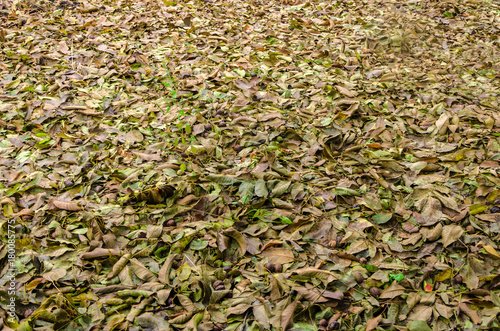 yellow and green fallen walnut leaves