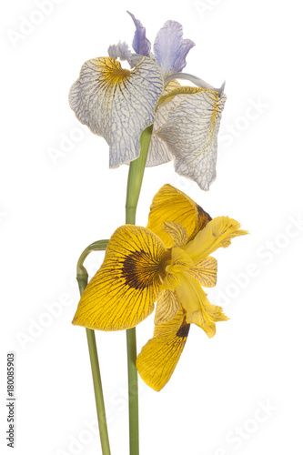 Fototapeta Naklejka Na Ścianę i Meble -  iris flower isolated