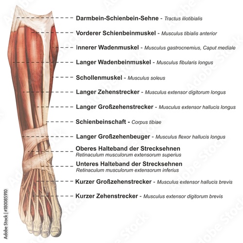 Oberschenkel Muskulatur frontal medial lateral anterior Latein crus - Lithografie Zeichnung Vektor handgezeichnet Grafik