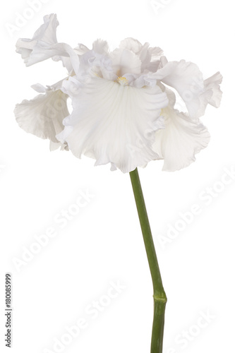 Fototapeta Naklejka Na Ścianę i Meble -  iris flower isolated