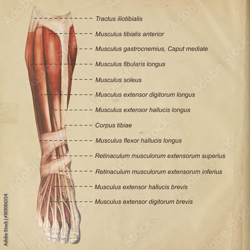 Oberschenkel Muskulatur frontal medial lateral anterior Latein crus - Lithografie Zeichnung Vektor handgezeichnet Grafik photo