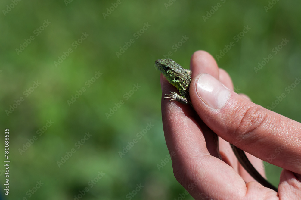 Lizard Lizard