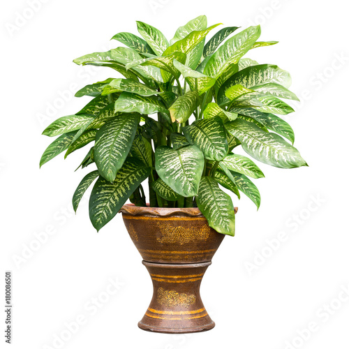 Green houseplant isolated
