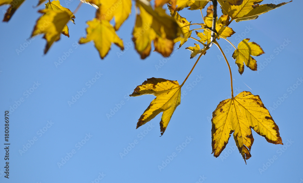 Obraz premium automne saison temps climat meteo rechauffement climatique feuille arbre erable ciel bleu soleil planete ecologie environnement arbre