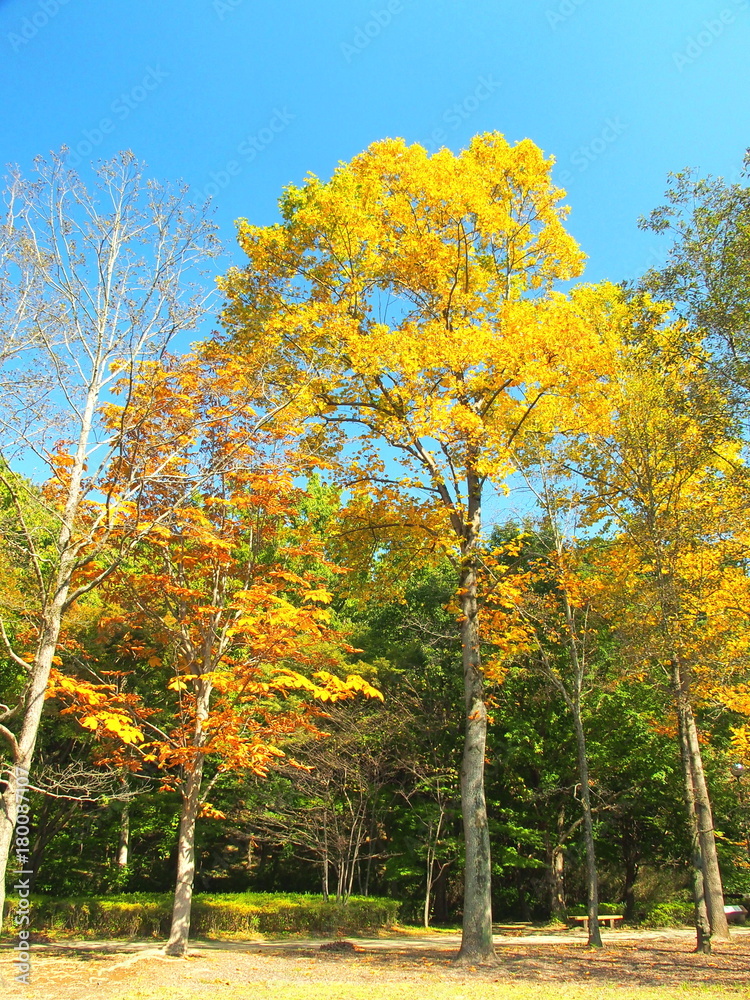 Naklejka premium 秋の公園のユリノキ