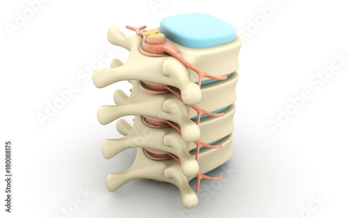 3d rendered of human spine on medical in white background