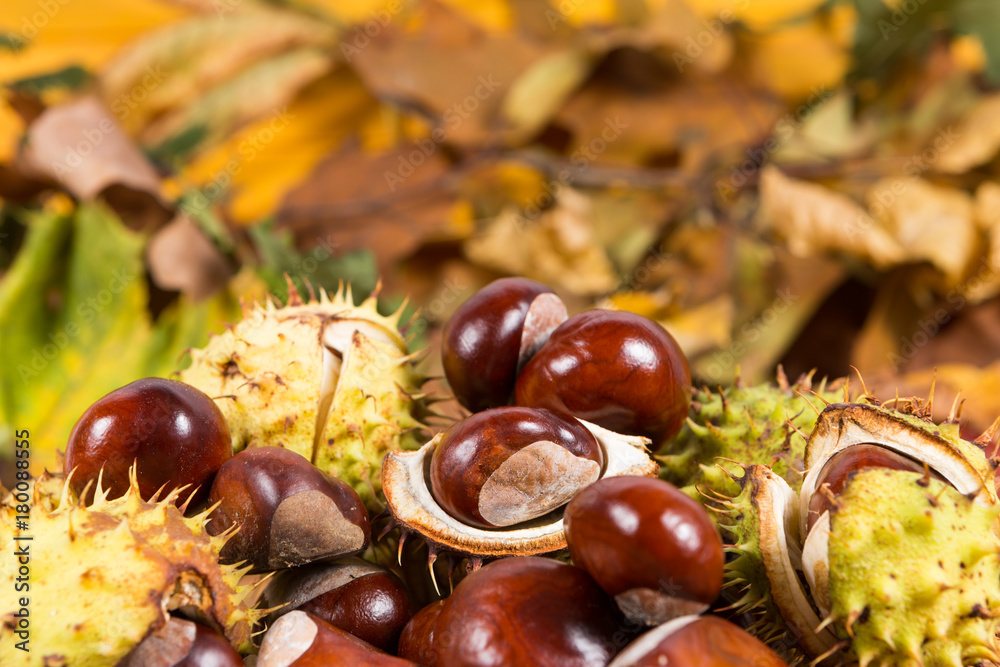 Bunch or pile of horse chestnuts on autumn leaves Bunch or pile of horse chestnuts on autumn leaves