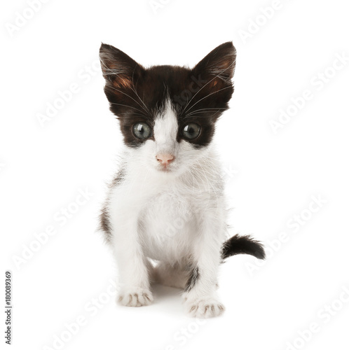 Cute funny baby kitten on white background