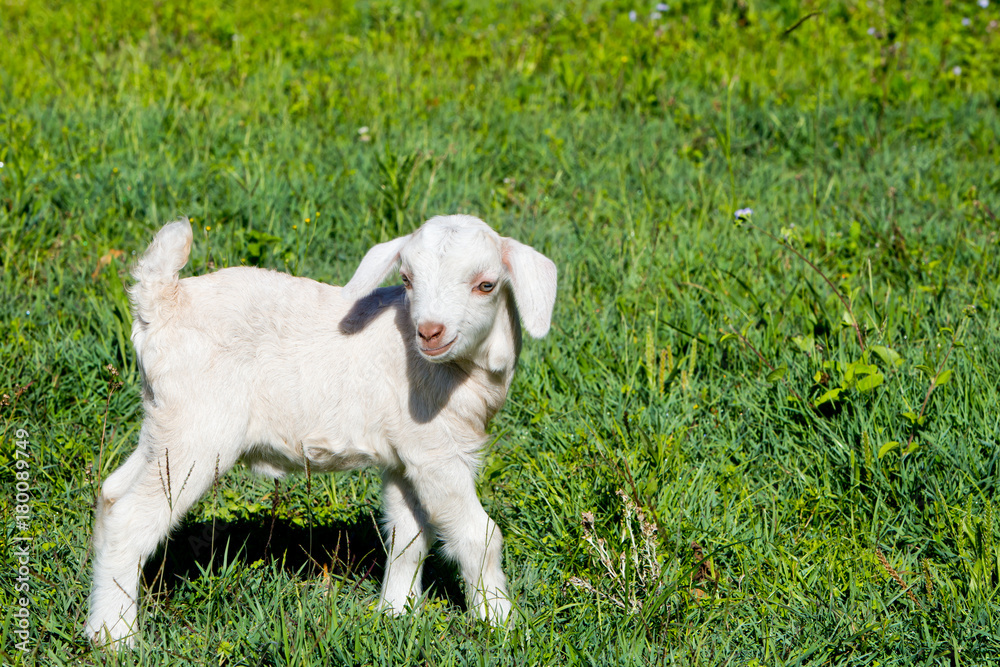 Young white miniature goat kid standing in grassy paddock Young white miniature goat kid standing in grassy paddock