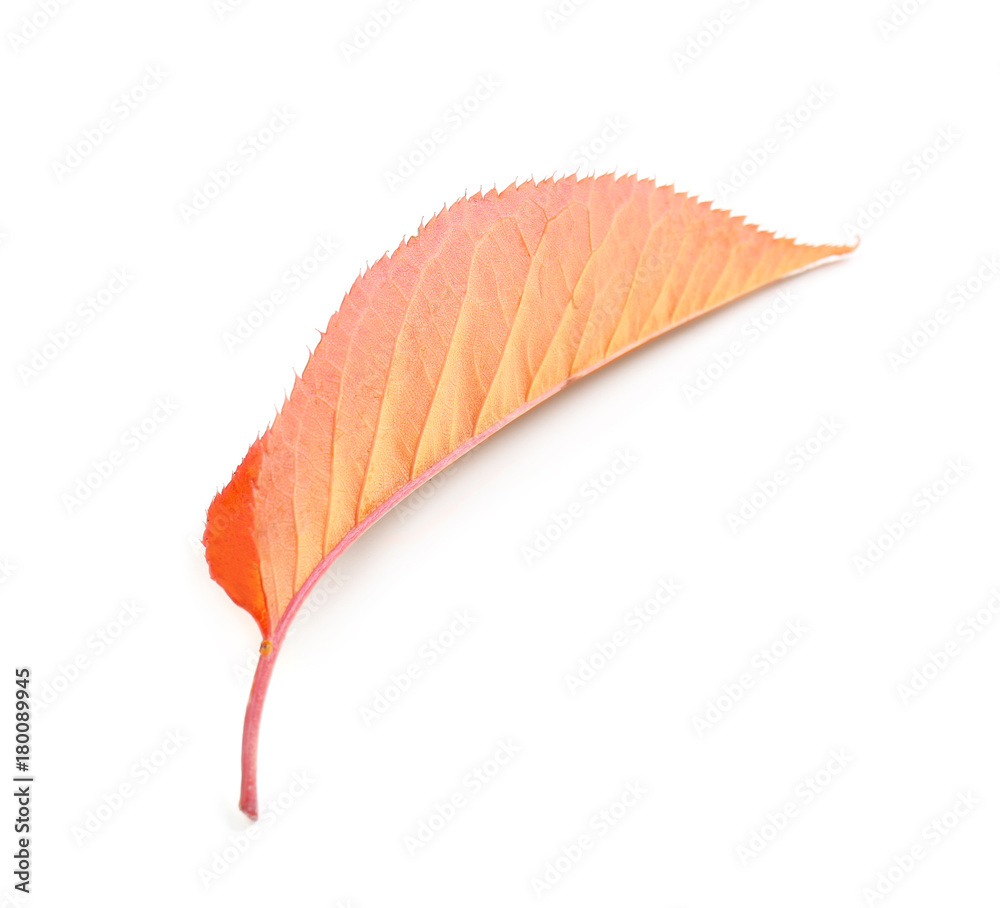 Autumn leaf on white background Autumn leaf on white background