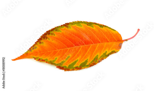 Autumn leaf on white background