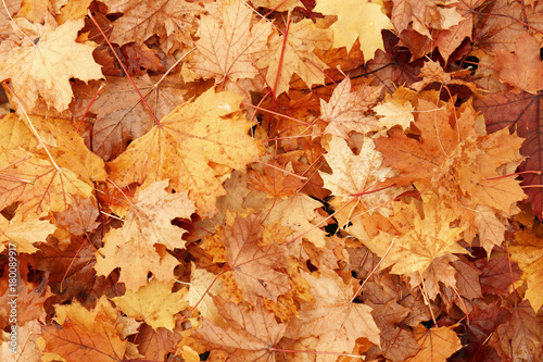 Colorful autumn leaves as background