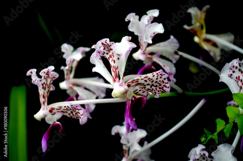 Exotica Orquidea