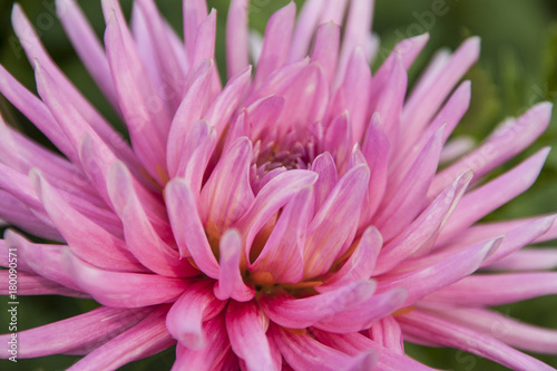 pink flower