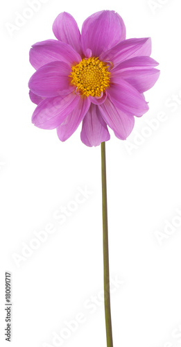 Fototapeta Naklejka Na Ścianę i Meble -  dahlia flower isolated