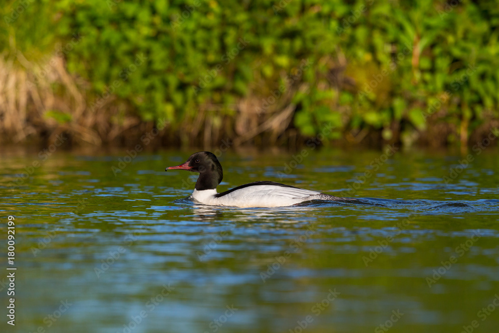 portrait male common merganser (mergus merganser) bird swimming riverside portrait male common merganser (mergus merganser) bird swimming riverside