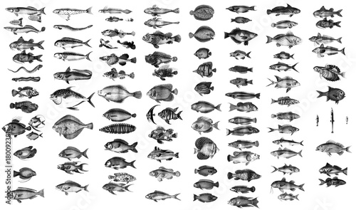 Collection of oceanic and marine fish.