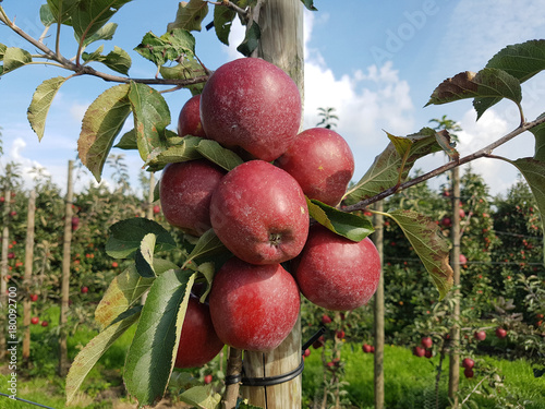 Saeulenapfel, Apfelplantage, roter photo