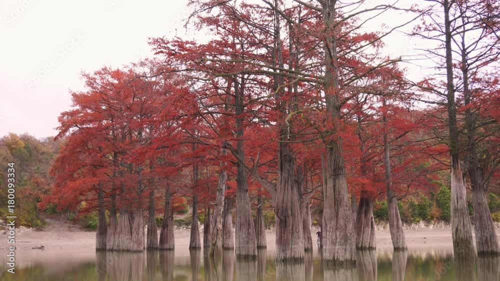 Red swamp cypresses and lake, autumn background