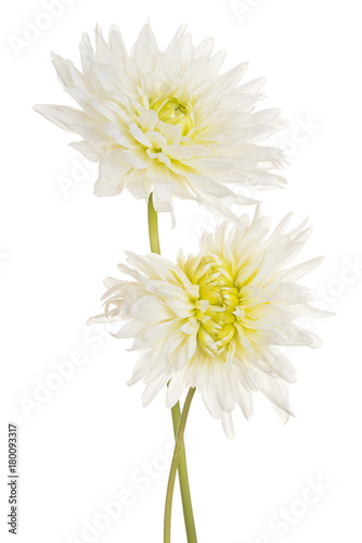Fototapeta Naklejka Na Ścianę i Meble -  dahlia flower isolated