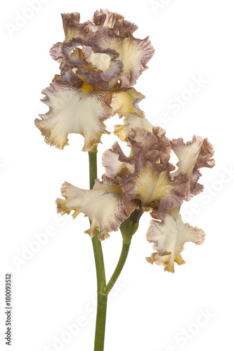 Fototapeta Naklejka Na Ścianę i Meble -  iris flower isolated