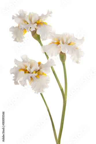 Fototapeta Naklejka Na Ścianę i Meble -  iris flower isolated