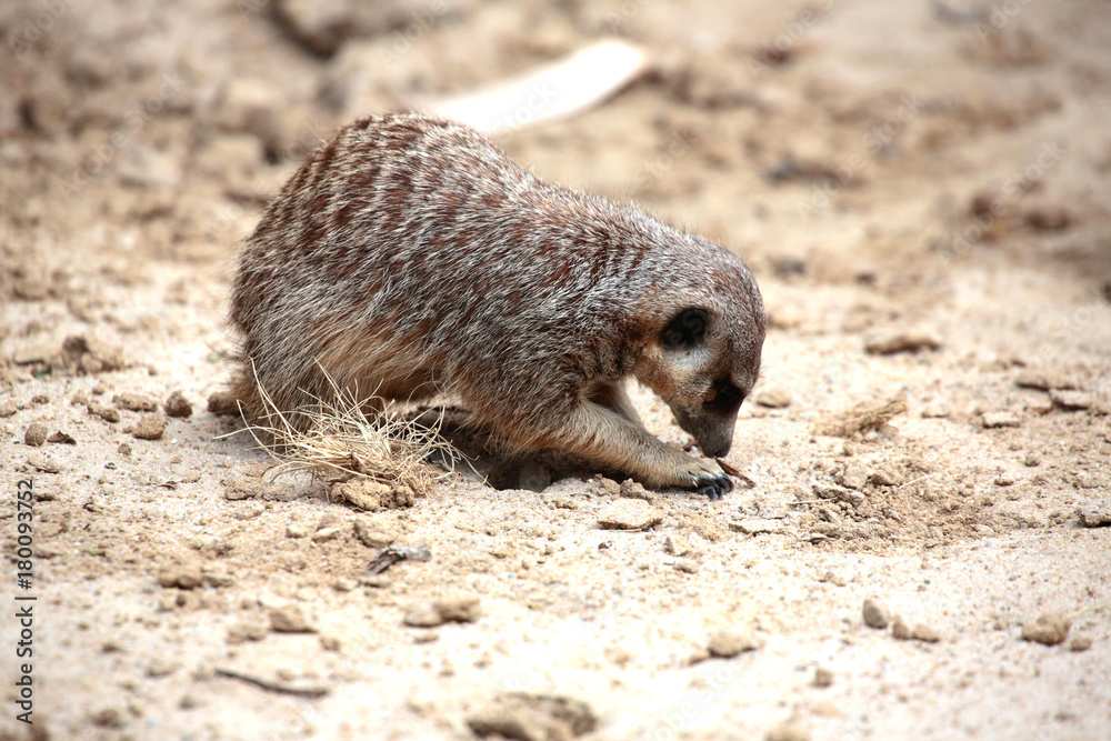 Fototapeta premium Erdmännchen gräbt nach Futter, Suricata suricatta