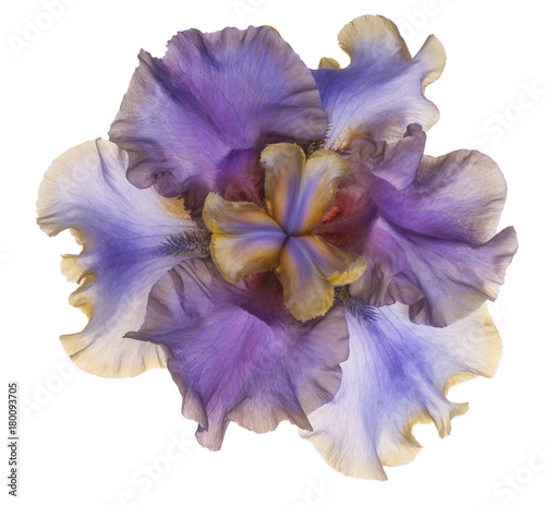 Fototapeta Naklejka Na Ścianę i Meble -  iris flower isolated